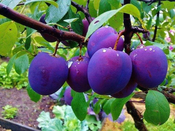 Frosted Sugar Plum - Image 3